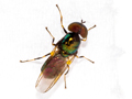 Microchrysa polita